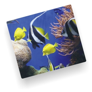 Alfombrilla para ratón Fellowes decoradas fotos  5909301